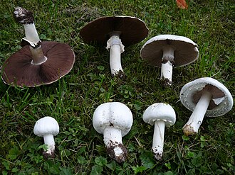 Pieczarka zaroślowa (Agaricus arvensis)