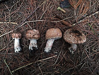 Pieczarka krwawiąca Beneša (Agaricus benesii)