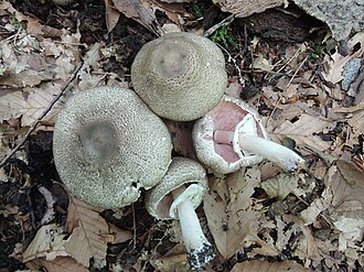 Pieczarka kępkowa (Agaricus bohusii)