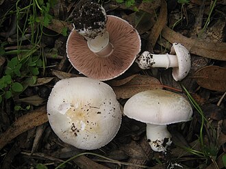 Pieczarka korzeniasta (Agaricus bresadolanus)