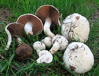 Pieczarka łąkowa (pieczarka polna)
