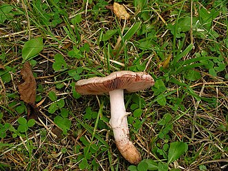 Pieczarka krwawiąca (Agaricus langei)