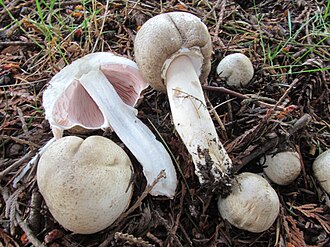 Pieczarka szarobrązowa (Agaricus moelleri)