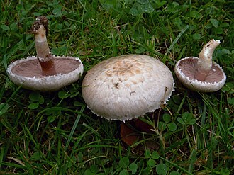 Pieczarka purpurowawa (Agaricus semotus)