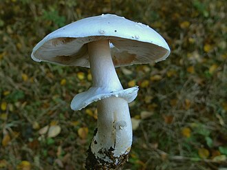 Pieczarka bulwiasta (leśna żółknąca)