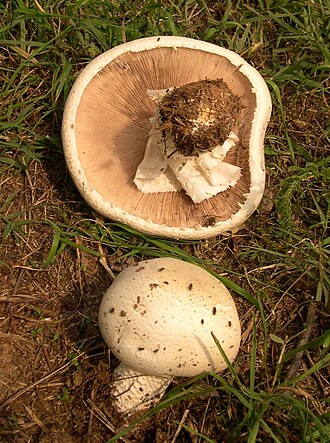 Pieczarka wielkoowocnikowa