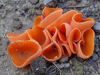 Dzieżka pomarańczowa (Aleuria aurantia)