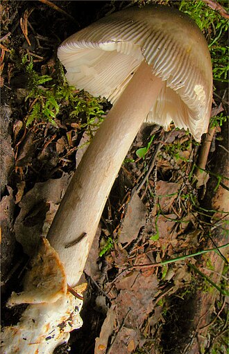 Muchomor strefowany
