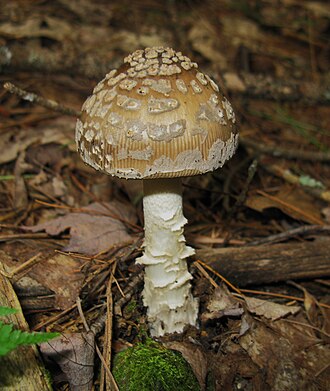Muchomor bezpochwowy (wielkopochwowy)