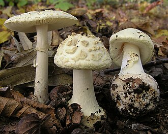 Muchomor cytrynowy