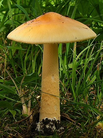 Muchomor żółtawy (mglejarka żółtawa)