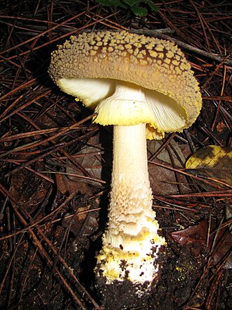 Muchomor szorstki (żółtawy)
