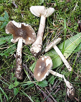 Muchomor olchowy