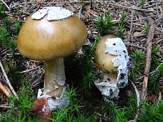 Muchomor szaropochwowy