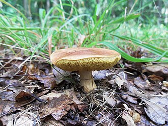 Złotak morawski (Aureoboletus moravicus)