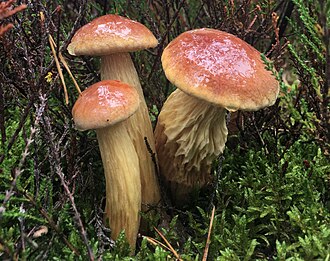 Złotak wysmukły (borowik amerykański) (Aureoboletus projectellus)