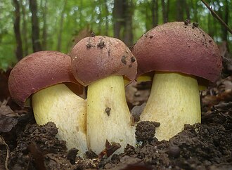 Masłoborowik różowobrązowy (Butyriboletus fuscoroseus)