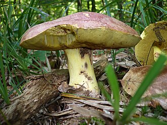 Masłoborowik królewski (Butyriboletus regius)