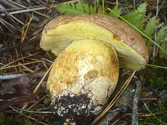 Masłoborowik górski