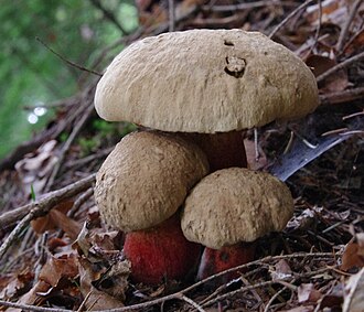 Gorzkoborowik żółtopory (borowik żółtopory) (Caloboletus calopus)