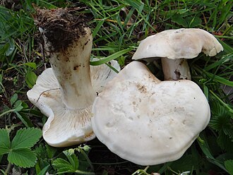 Gęśnica wiosenna (majowa)