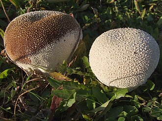 Czasznica workowata