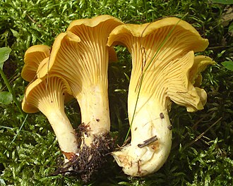 Pieprznik jadalny (Cantharellus cibarius)