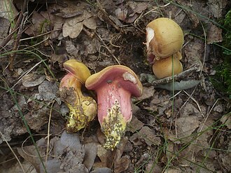 Maślaczek rubinowy (Chalciporus rubinus)
