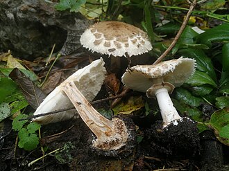 Czubajnik ogrodowy (trujący)