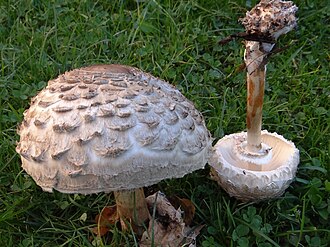 Czubajnik czerwieniejący (kania czerwieniejąca) (Chlorophyllum rhacodes)