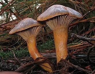 Klejówka czerwonawa (Chroogomphus rutilus)