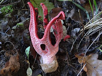 Okratek australijski (Clathrus archeri)