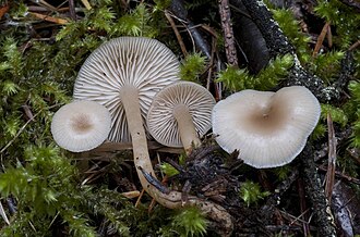 Lejkówka pachnąca (Clitocybe fragrans)