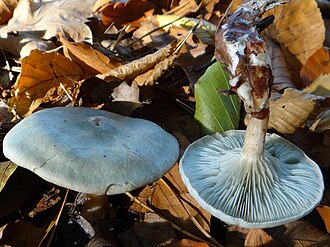 Lejkówka zielonawa (Clitocybe odora)