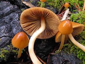 Stożkówka delikatna (Conocybe tenera)