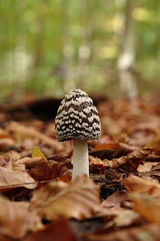 Czernidłak srokaty (Coprinopsis picacea)