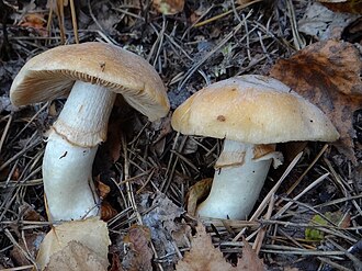 Płachetka zwyczajna (kołpak)