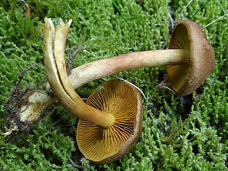 Zasłonak szafranowy (Cortinarius croceus)