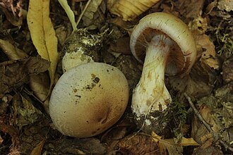 Zasłonak olbrzymi (Cortinarius largus)