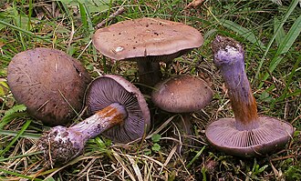 Zasłonak purpurowiejący