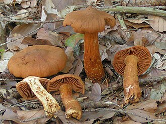 Zasłonak rudawy (zasłonak piękny)