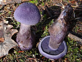 Zasłonak fioletowy (Cortinarius violaceus)