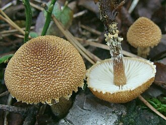 Ziarnówka blada