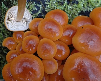 Płomiennica zimowa (zimówka aksamitnotrzonowa)