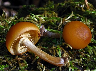 Hełmówka jadowita (Galerina marginata)