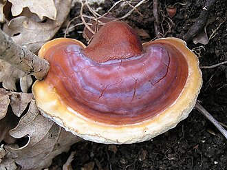 Lakownica lśniąca