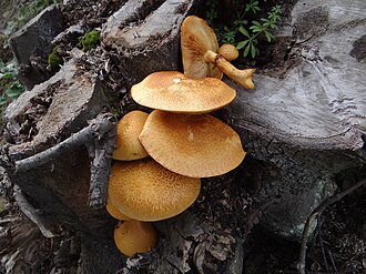 Płomiennica okazała (Gymnopilus junonius)