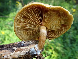 Płomiennica plamista