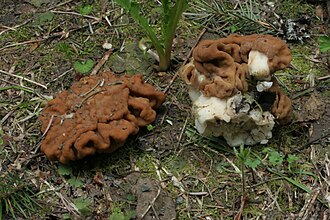 Piestrzenica olbrzymia