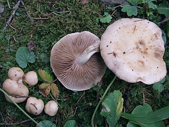 Włośnianka rosista